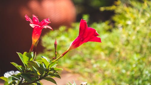 Free stock photo of red flowers