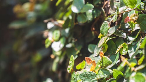 Free stock photo of dark green plants