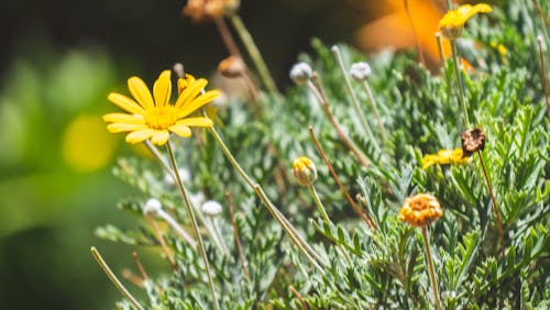 Free stock photo of beautiful flower, beauty in nature, go green