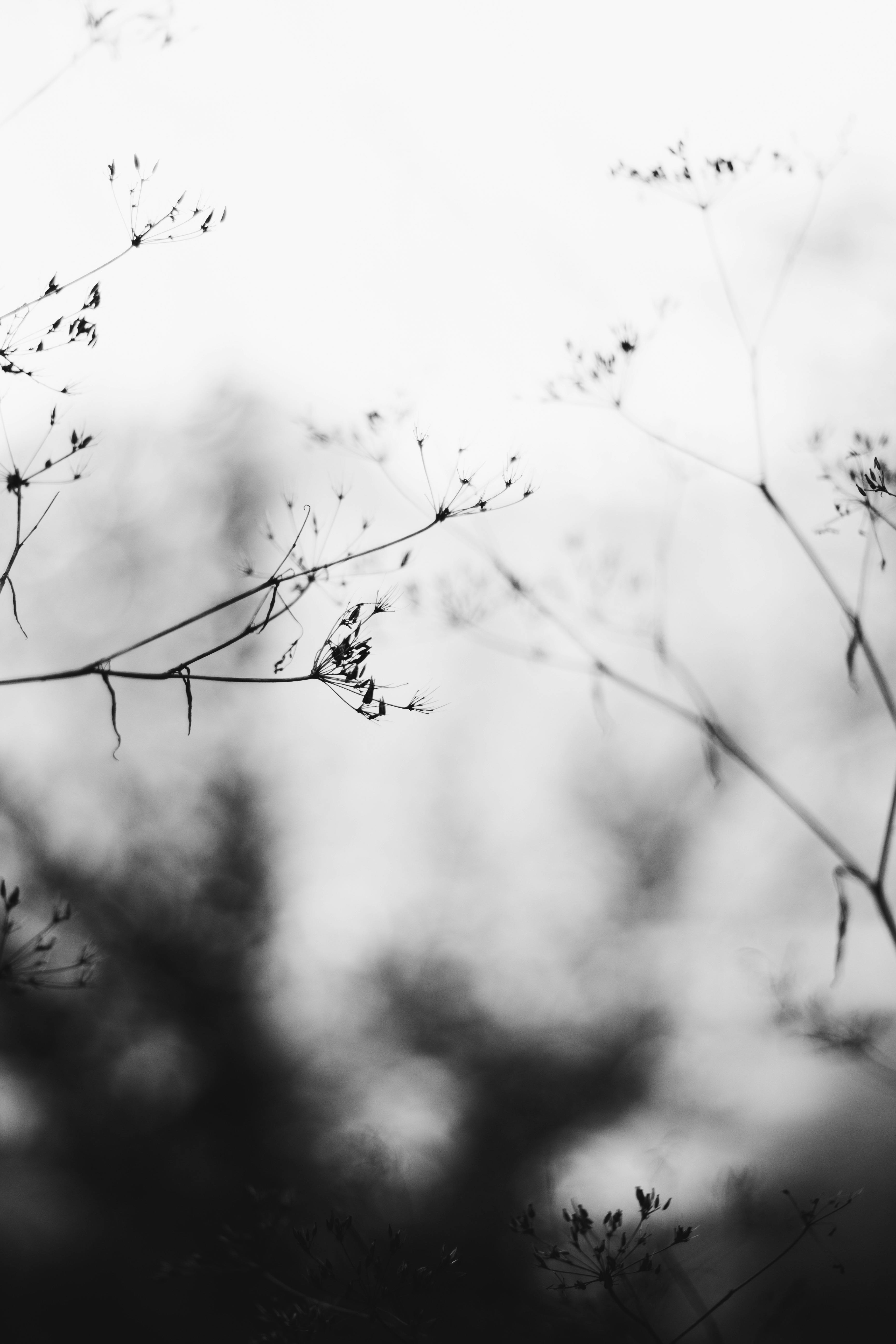 Minimalistic black and white photo of delicate branches in nature.