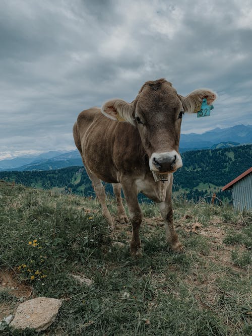 Δωρεάν στοκ φωτογραφιών με αγελάδα, βόδια, ζωικά