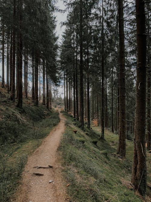 bakış açısı, çam ağaçları, doğa içeren Ücretsiz stok fotoğraf