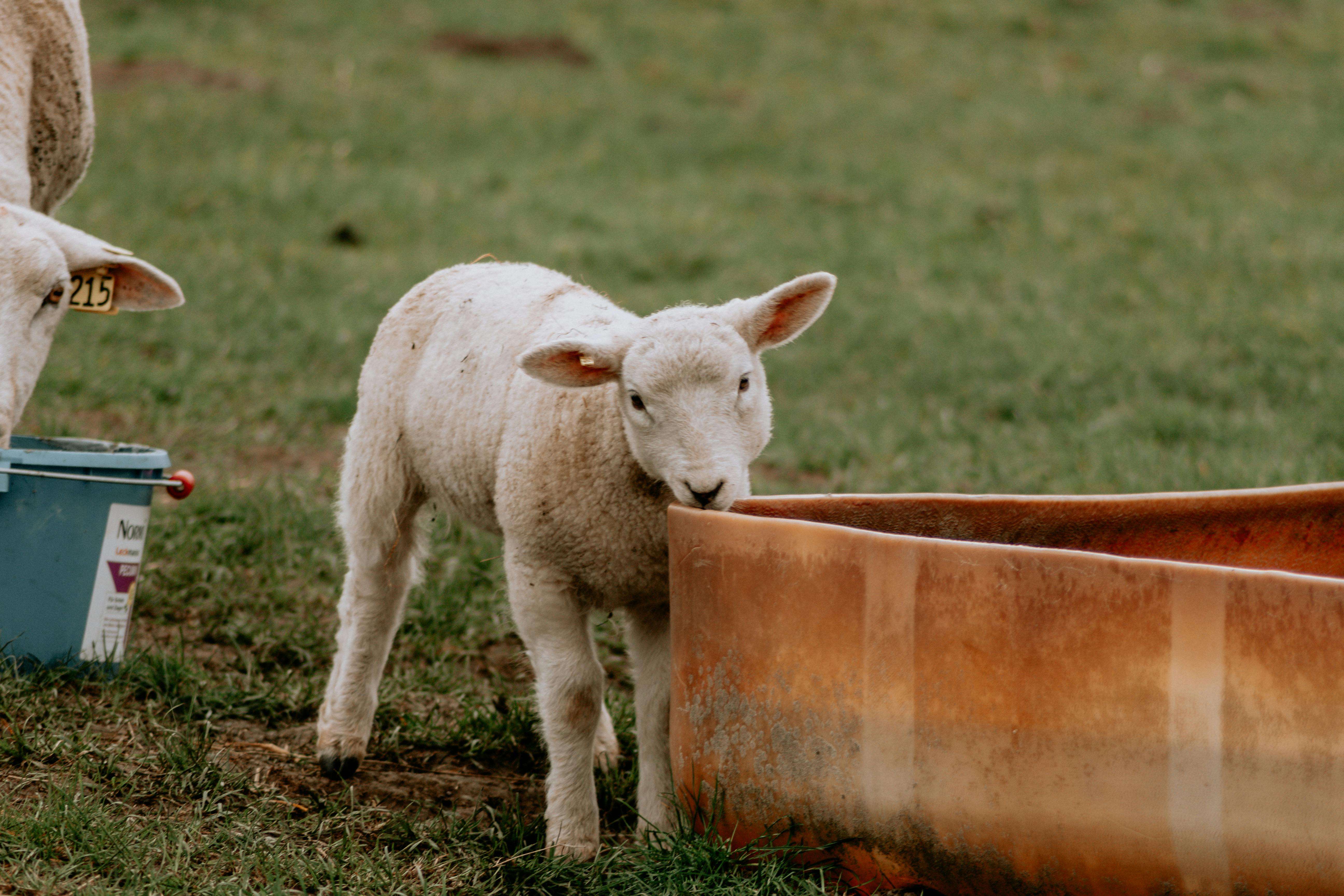Members Shine in FFA Career Development Events - Tri — Photo by Daniela Rieken on Pexels