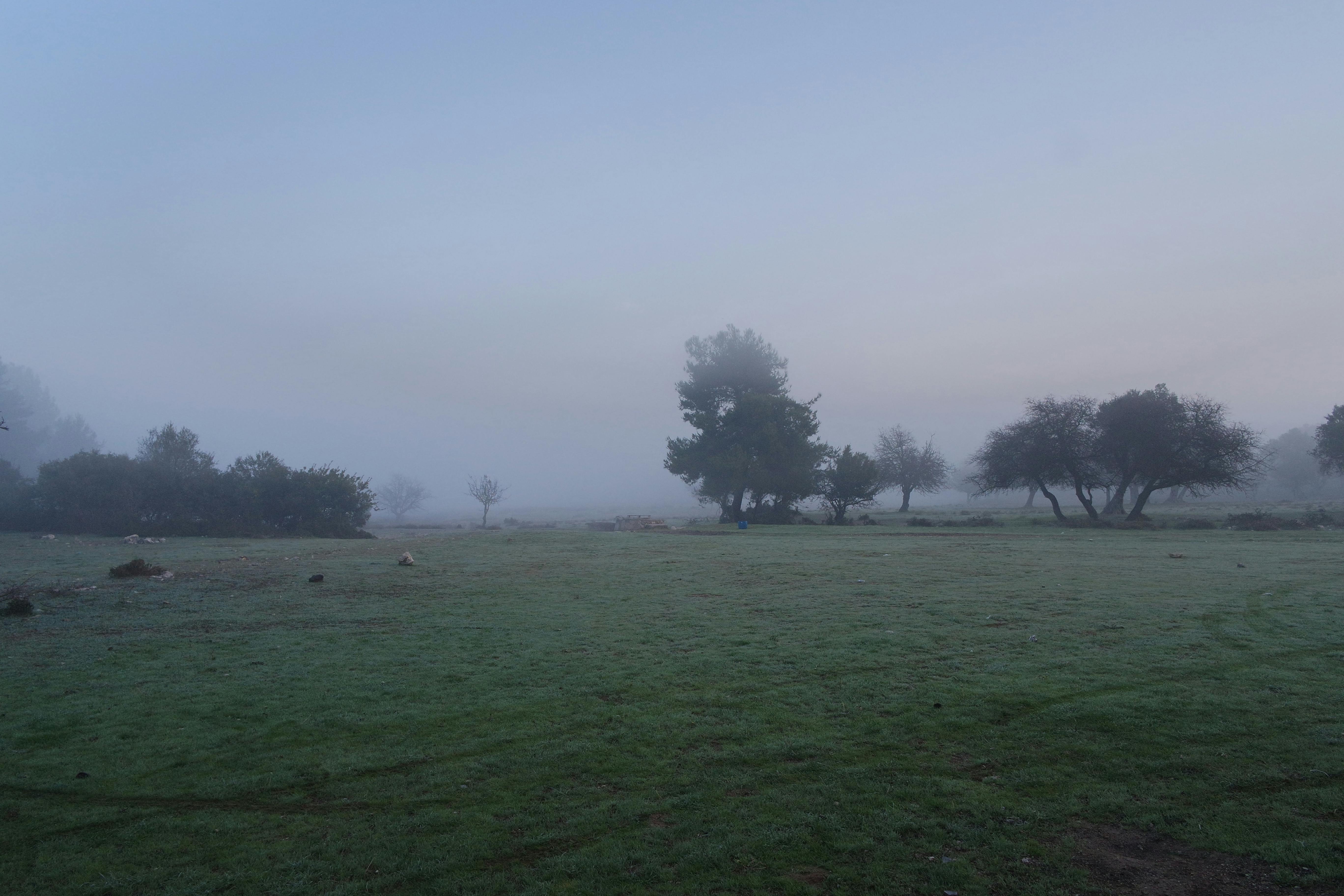 各种干燥的茶叶，包括绿茶、红茶和乌龙茶