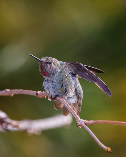 Focus Photography of Flying Hummingbird · Free Stock Photo