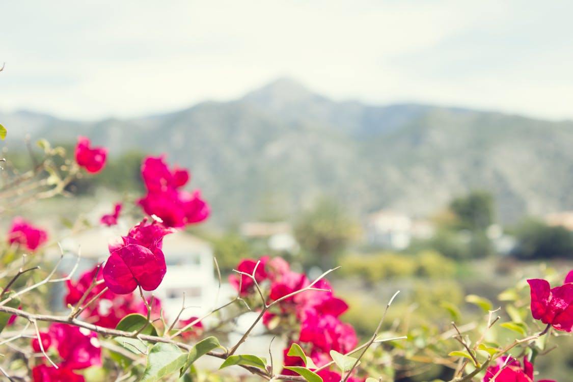 Pembe Bougainvillea'nın Yakın çekim Fotoğrafçılığı