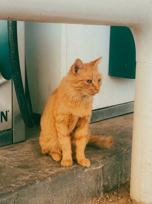 Orange Tabby Cat on Gray Concrete Floor