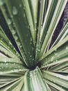 Green Plant in Close Up Photography