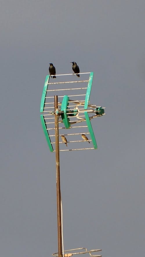 Free stock photo of antenna, couple of birds
