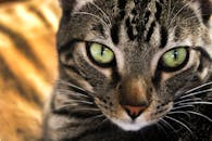 一只虎斑猫的特写肖像，绿眼睛引人注目，毛皮纹理清晰可见