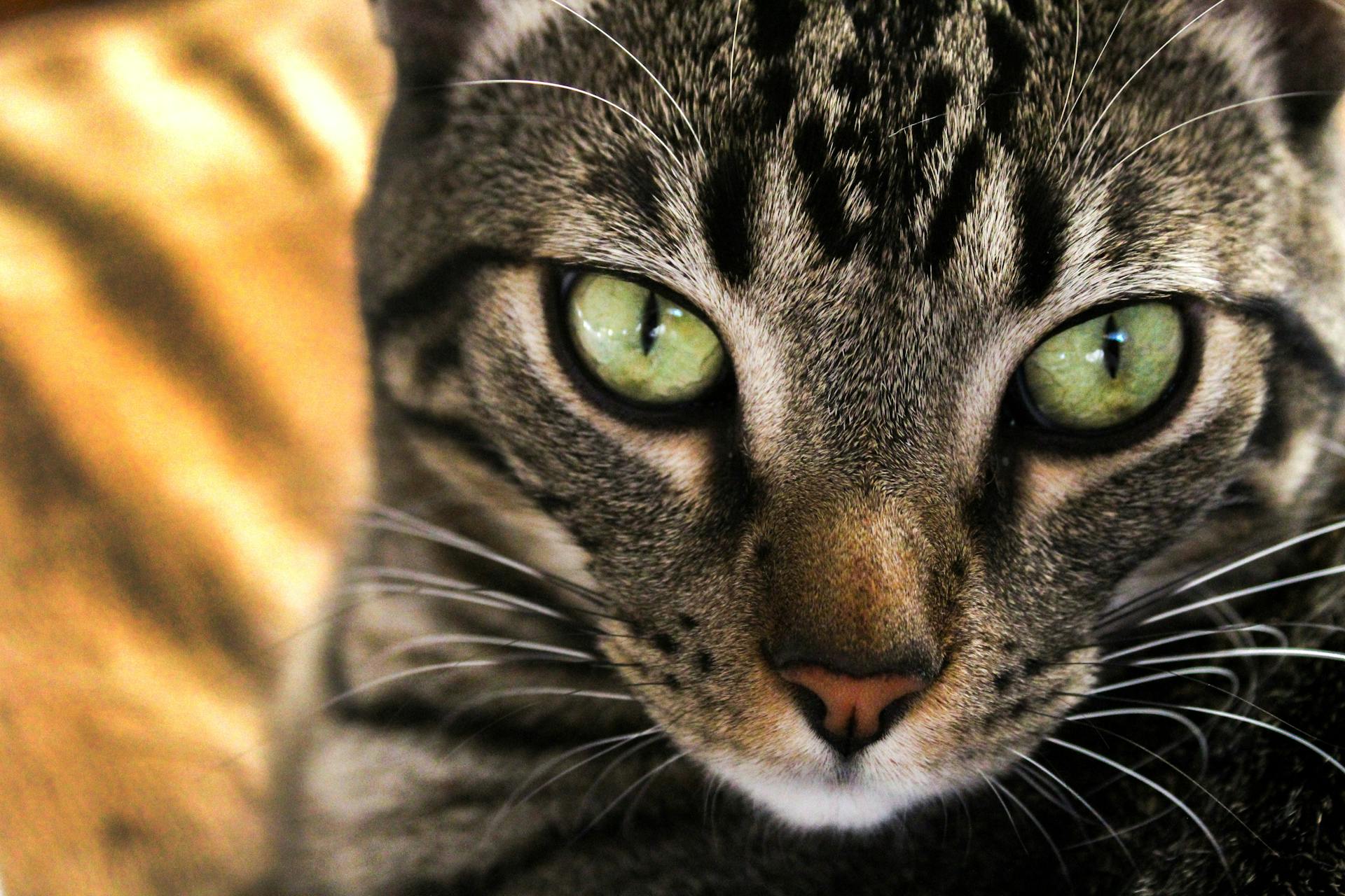 A close-up portrait of a tabby cat with striking green eyes and detailed fur texture.