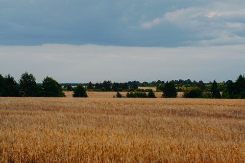 Free Expansive summer wheat field under a cloudy sky with trees in the distance. Stock Photo