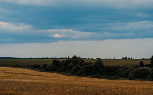 Free Serene landscape of a vast wheat field with a cloudy sky, capturing nature's beauty. Stock Photo