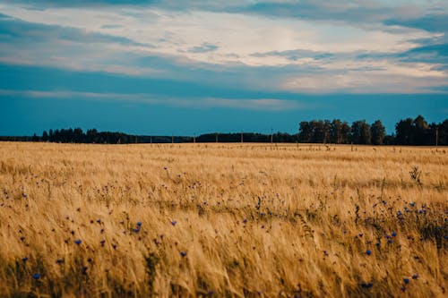 Free Field of Brown Wheat Stock Photo