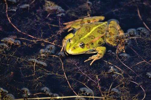 Free Close-up photo of a green frog on pond water surrounded by vegetation. Stock Photo