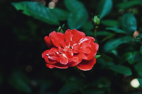 
A Close-Up Shot of a Red Flower