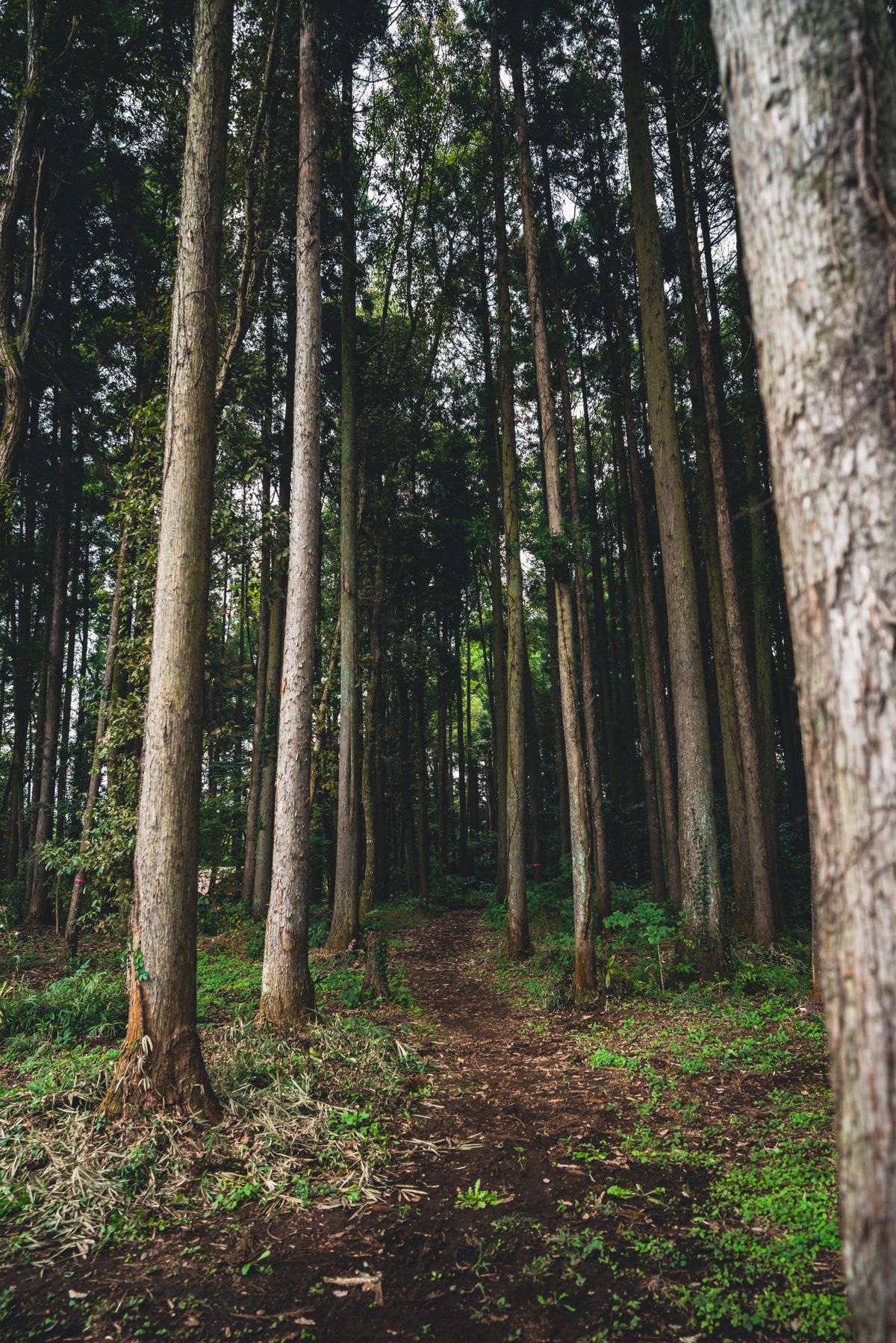 Serene path through towering Japanese cedar trees leading to a sacred Buddhist temple