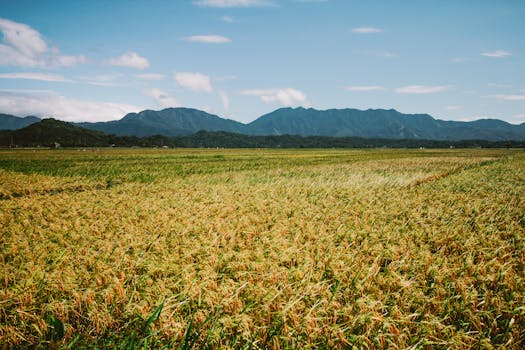 Vast farmland with golden crops under a blue sky and mountain backdrop, encapsulating rural serenity.