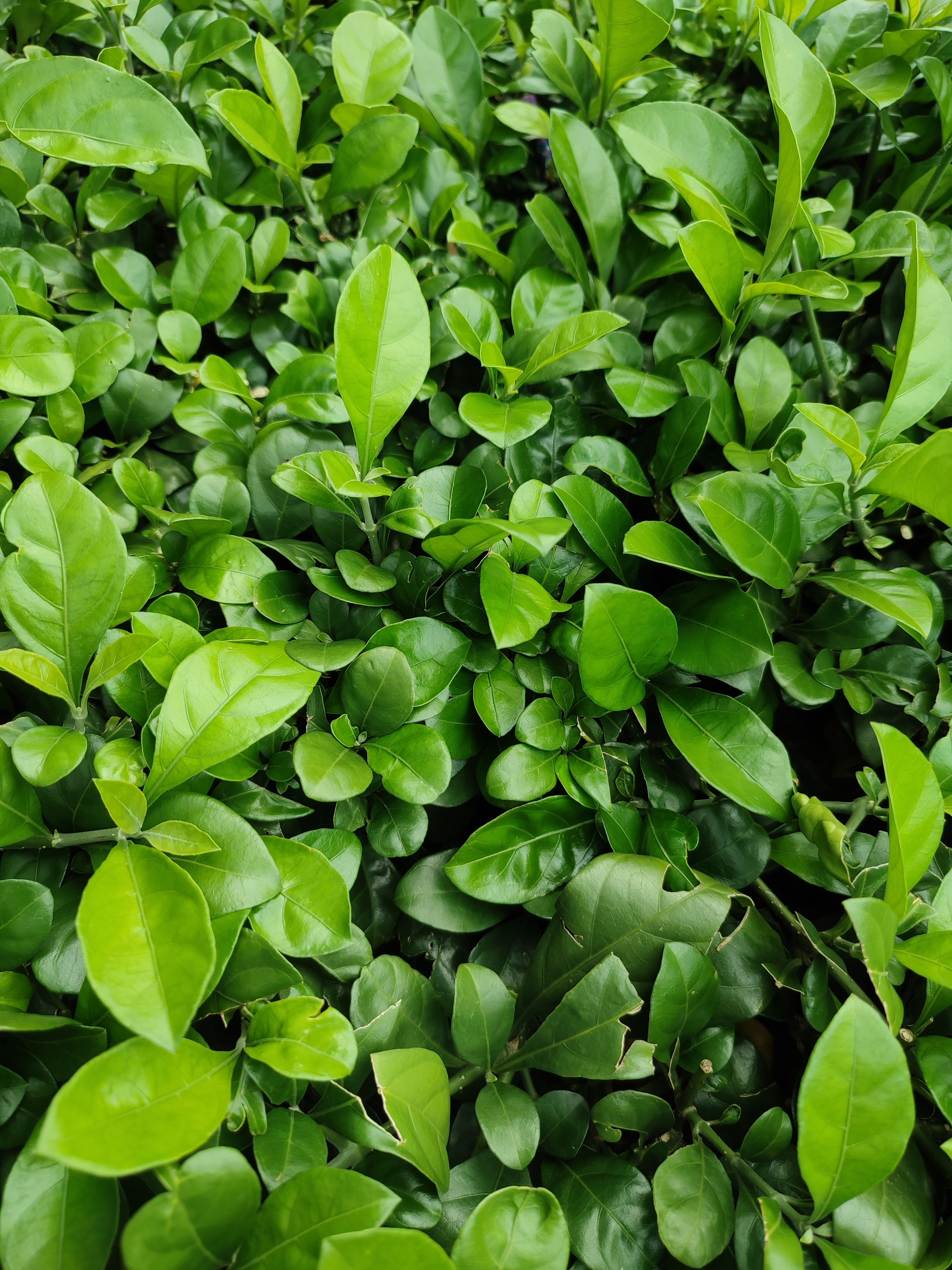 Vibrant green foliage showcasing nature's beauty in Ho Chi Minh City, Vietnam. Fresh and organic greenery details.