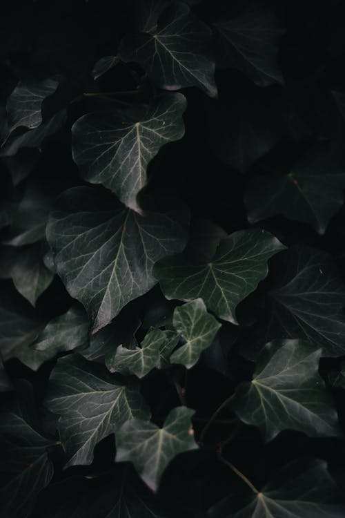 Free Photography of Green-Leaf Plants Stock Photo
