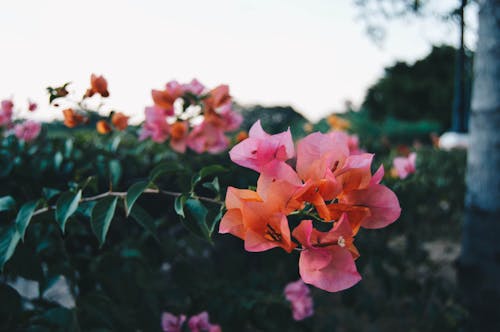 Free Selective Focus Photography of Pink Bougainvillea Flower Stock Photo