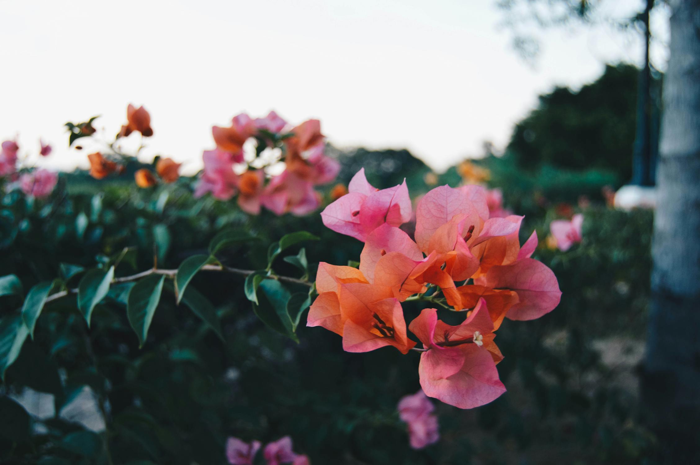 Bougainvillea