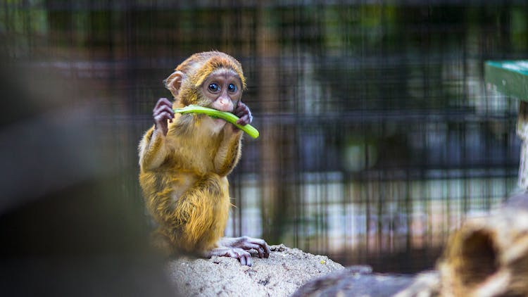 Photography Of A Baby Monkey Eating Vegetable