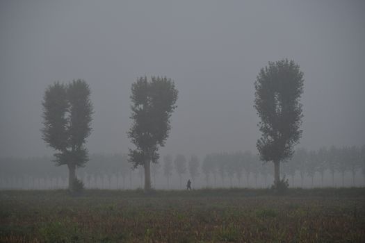 A misty morning in Isola della Scala, Italy, highlighting silhouettes of poplar trees and a lone figure.