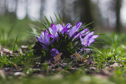 草附近的紫色花的選擇性聚焦攝影