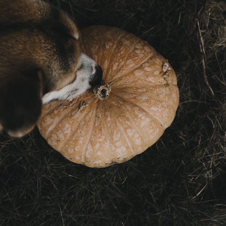 
A Dog Smelling A Pumpkin