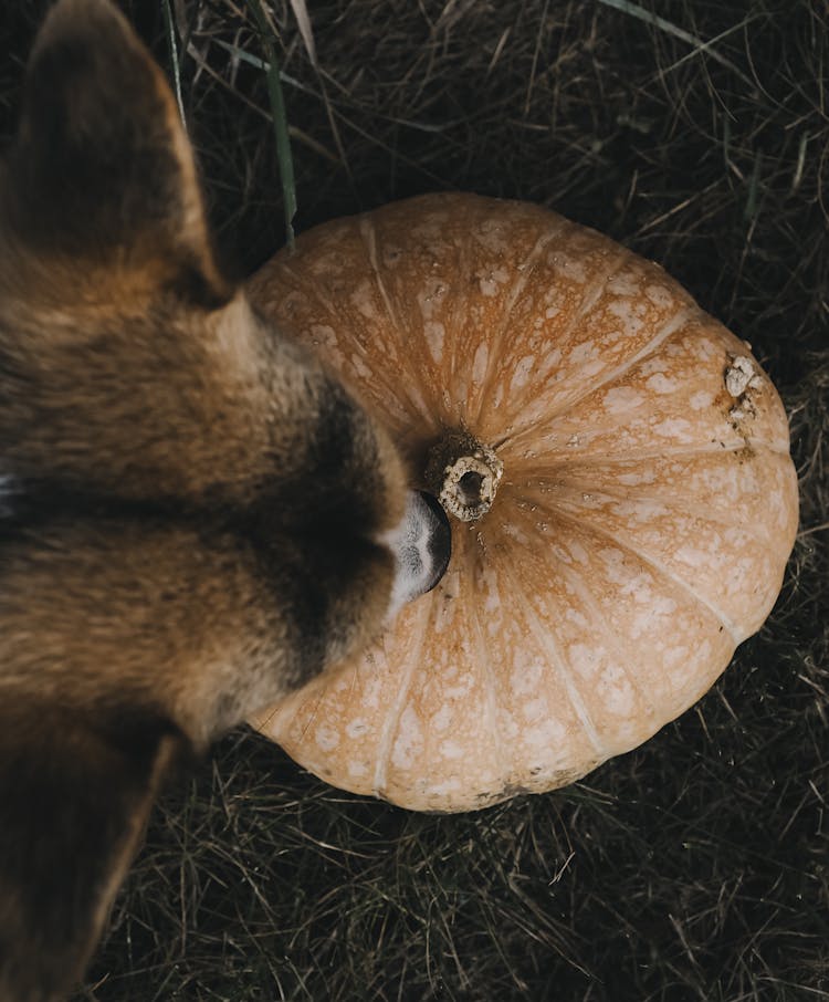 
A Dog Smelling A Pumpkin