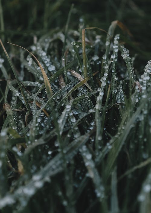 
A Close-Up Shot of Wet Grass