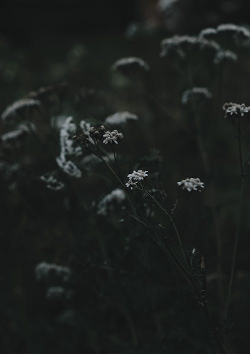 бесплатная Бесплатное стоковое фото с белые цветы, ботанический, вертикальный выстрел Стоковое фото