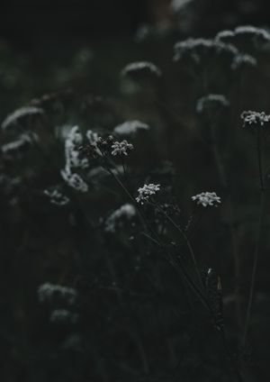 White wildflowers in a dark meadow, photo by Nikolaeva Nastia on Pexels