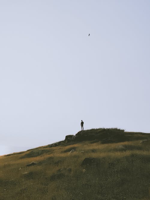 Gratis stockfoto met bovenop, gras, grasachtig