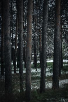 冬日景象宁静，白雪覆盖的常绿树木长在宁静的森林中