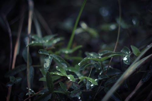 濕葉的選擇性聚焦攝影