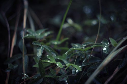 Fotografía De Enfoque Selectivo De Hojas Mojadas