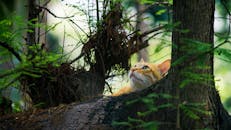 一只姜猫透过森林的树叶窥视，与宁静的大自然融为一体