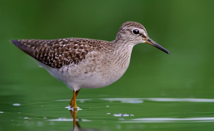 Close-Up Photography Of Willet Bird On Water