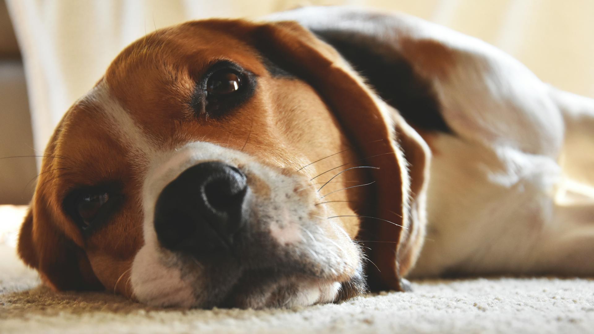 Une photo du beagle en gros plan