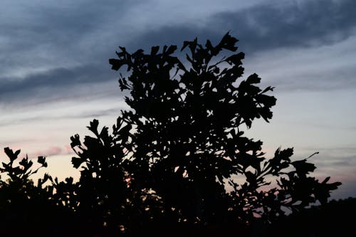 Gratis stockfoto met struik, wolken