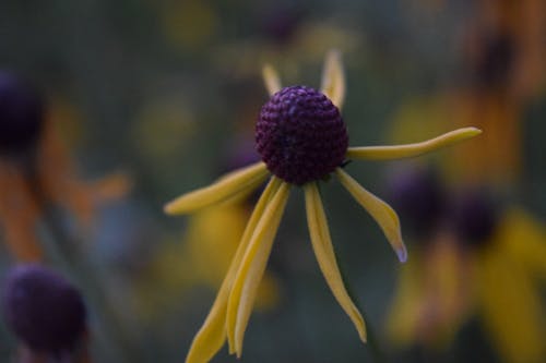 Gratis stockfoto met bloem, mooie bloemen