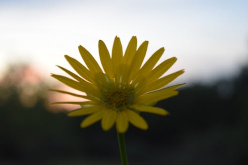 Základová fotografie zdarma na téma květinová sada, kytka, západ slunce