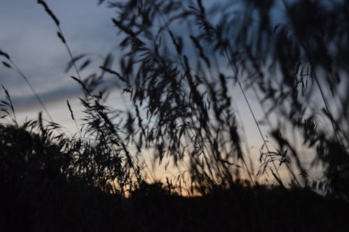 Základová fotografie zdarma na téma květinová louka, louky, louky západ slunce