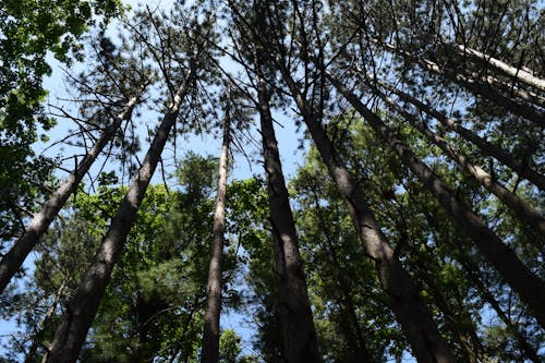 Photographie D'arbres En Contre Plongée