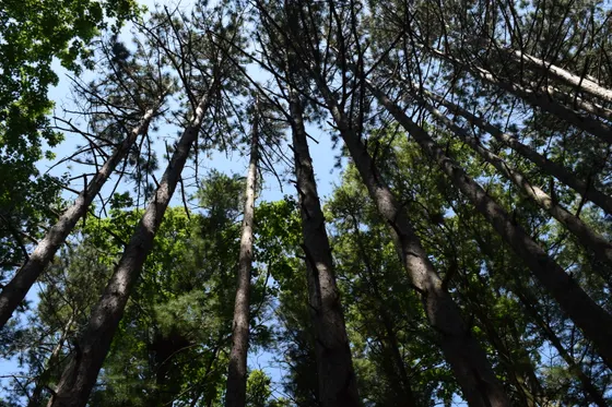 The Chequamegon-Nicolet National Forest in northern Wisconsin