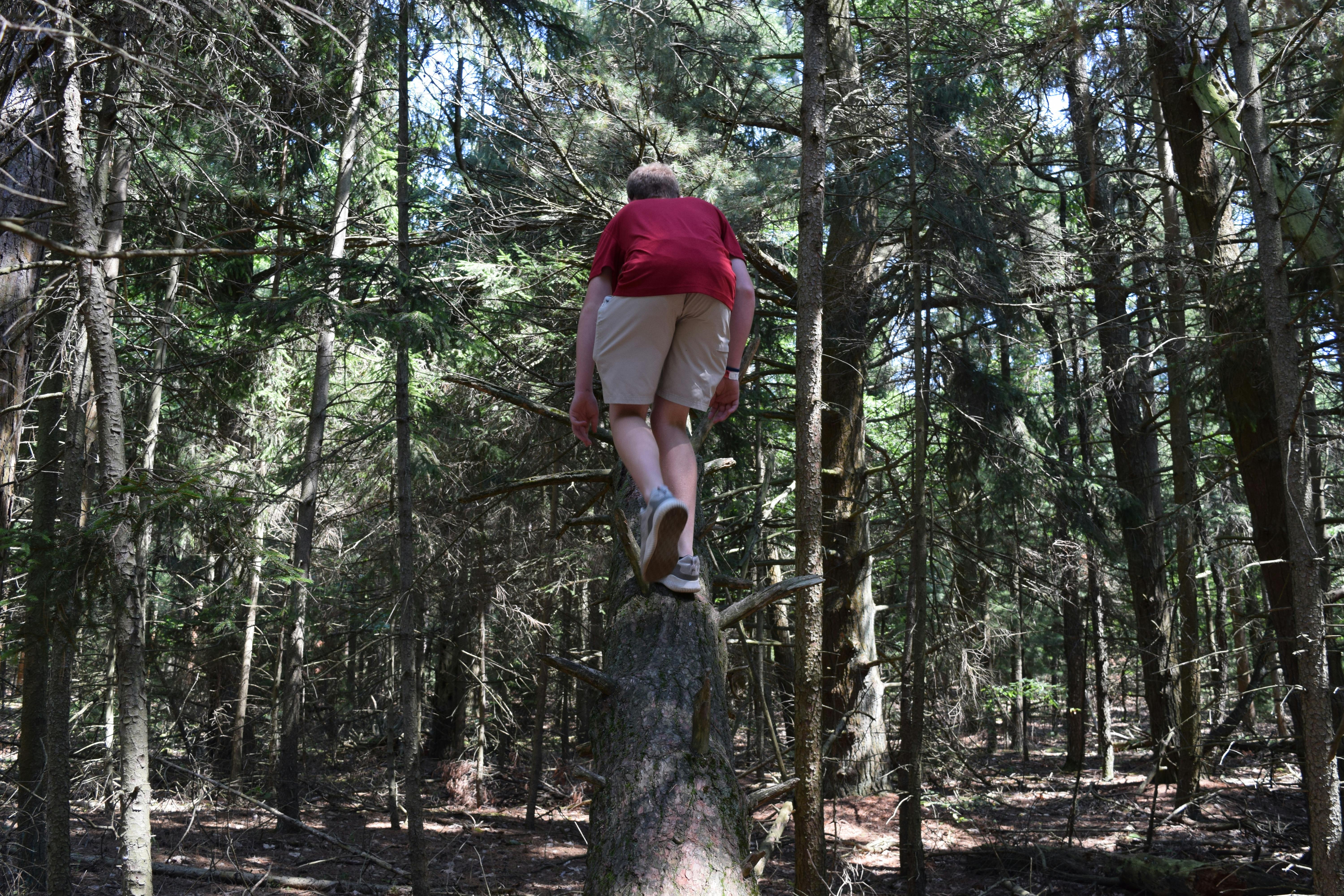 Free stock photo of climbing tree, tree, tree climbing