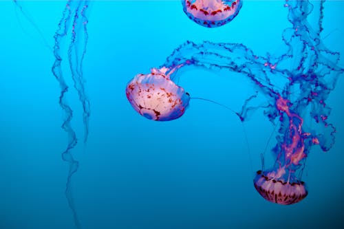 Meduza Pływająca Po Wodzie