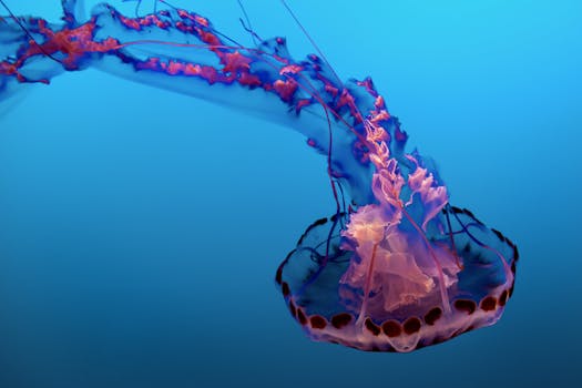 Purple and Pink Jelly Fish